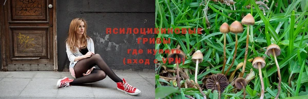 стафф Зерноград